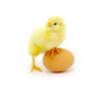 Oiseaux