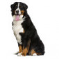 Chiens