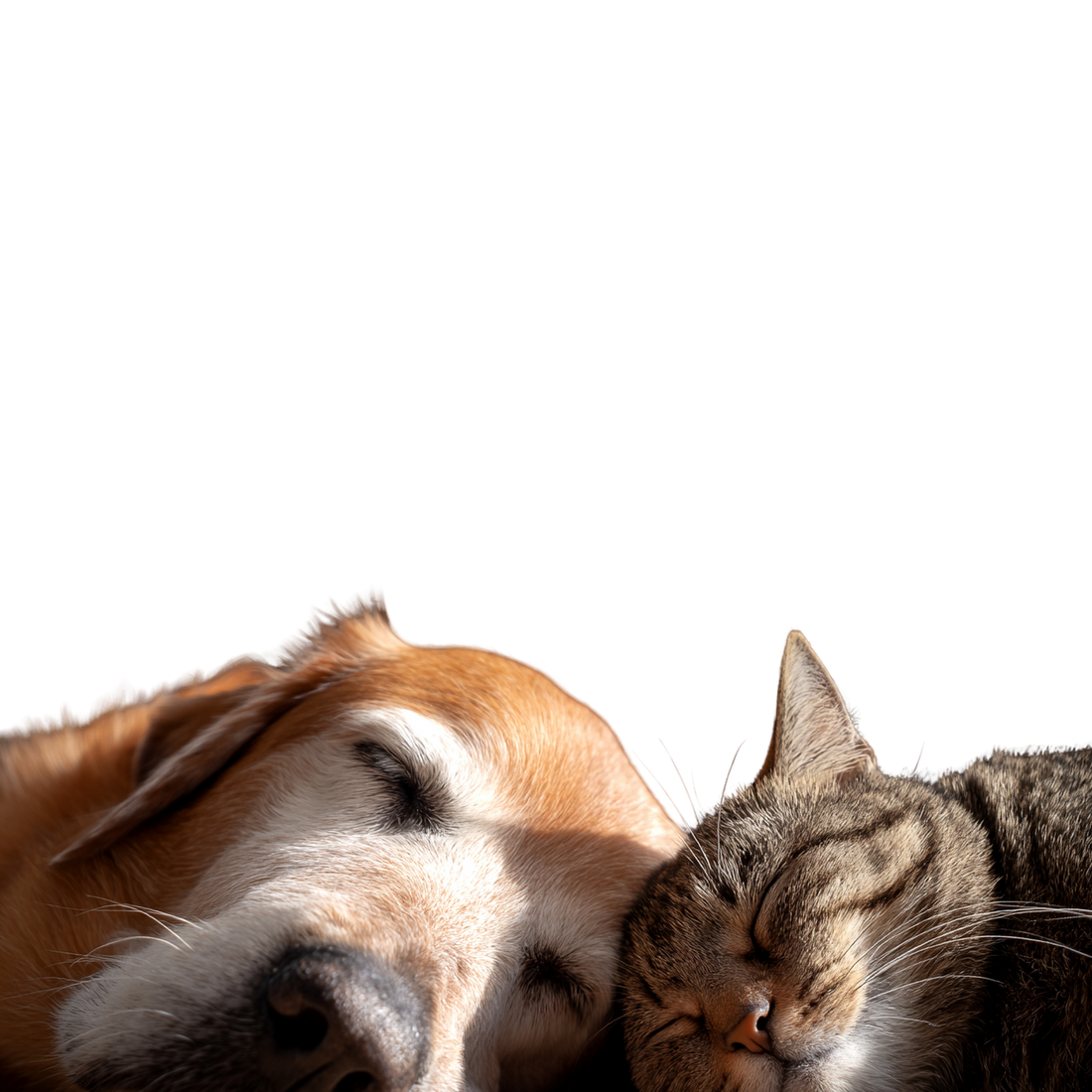 Bonnes résolutions 2026 : prendre encore mieux soin de son animal toute l’année