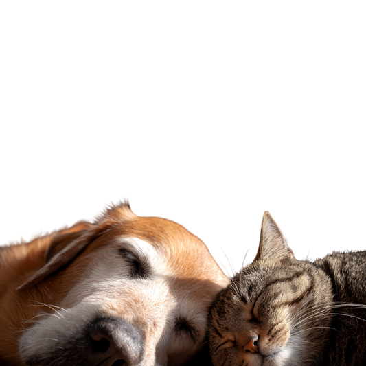 Bonnes résolutions 2026 : prendre encore mieux soin de son animal toute l’année