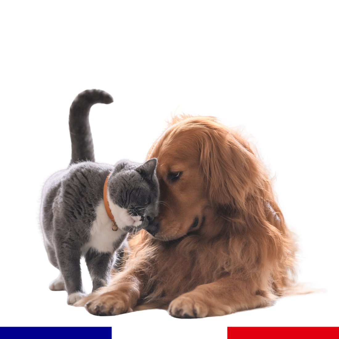Happynimal : l’excellence du bien-être animal grâce à nos partenaires français