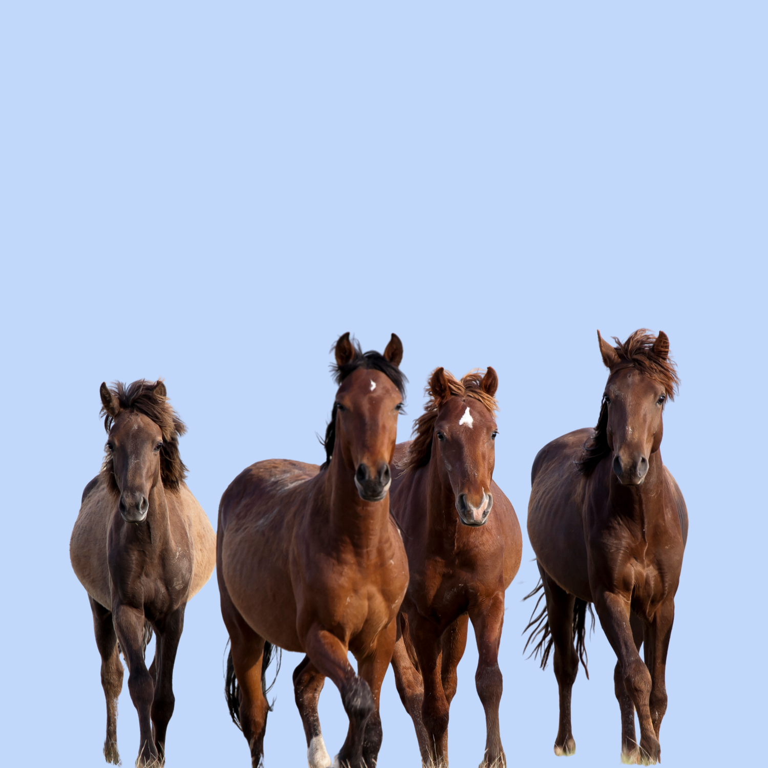 Chevaux