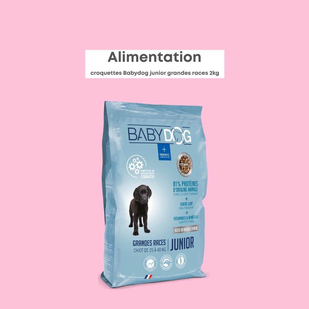 Babydog Grandes Races