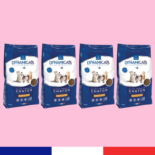 Dynamicats Chaton x4