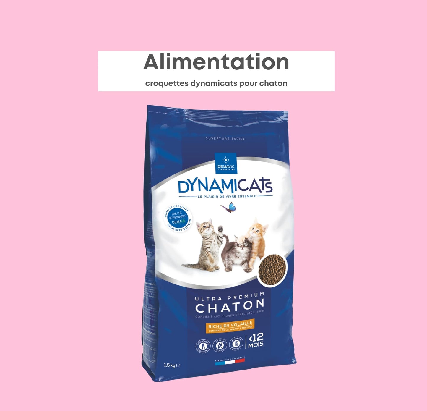 Dynamicats Chaton