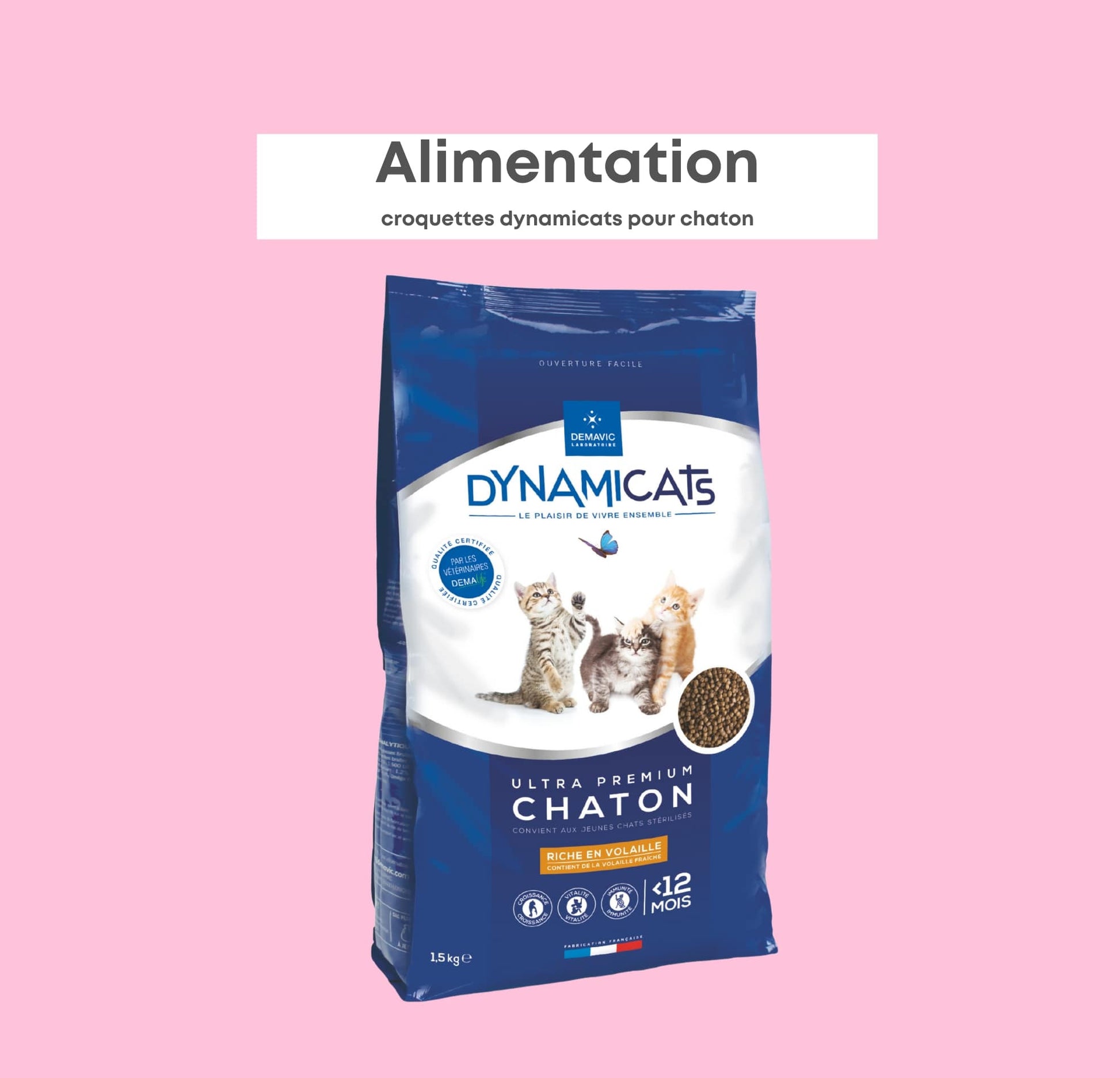 Dynamicats Chaton
